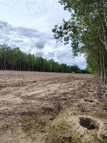 ขายที่ดิน อำเภอบ้านค่าย จังหวัดระยอง เนื้อที่ 8 ไร่ 3 งาน 13 ตารางวา