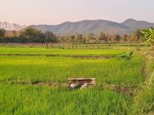 ขายที่ดินสวย วิวภูเขา ไร่ละ 1.2 ล้าน 9 ไร่ 1 งาน ป่าไผ่ สันทราย ฮวงจุ้ยดีมาก ด้านหน้า-หลังติดลำเหมือง มีน้ำไหลผ่านตลอด