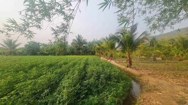 ที่ดินติดถนนหน้าเขื่อน ที่ดินโฉนดนส.4 ขายยกแปลง 6.5 ล. เนื้อที่ 4 ไร่ 229 ตรว. ช่อแล แม่แตง ติดถนน มีลำเหมืองสาธารณะ ล้อมรอบ น้ำไหลดีตลอดปี