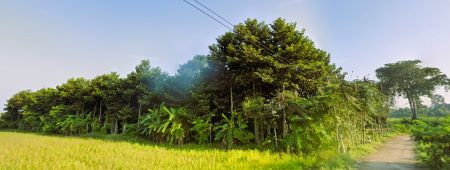 ขายที่ดิน ปลูกยางนา เนื้อที่ 1 ไร่ 2 งาน  ซ.บ้านไร่ ต. วังไม้ขอน อ.สวรรคโลก  จ.สุโขทัย