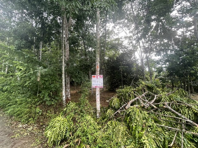 ที่ดินสวนผสม มีต้นยางพารา ลองกอง มังคุด ทุเรียน มะพร้าว เหมาะสำหรับทำสวน หรือเกษตรกรรม พิกัด ต.ท้ายสำเภา อ.พระพรหม จ.นครศรีธรรมราช