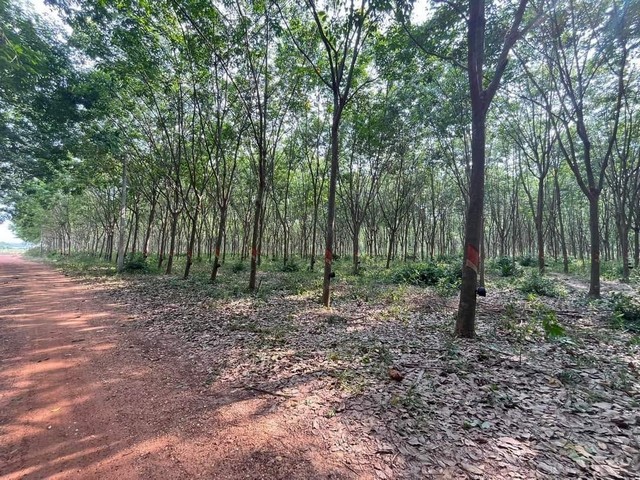 ที่ดินใกล้นิคมเกตุเวย์ ที่ดินพื้นที่สีม่วง สร้างโรงงานได้ อยู่ในแหล่งความเจริญ การเดินทางสะดวก สร้างโกดังได้