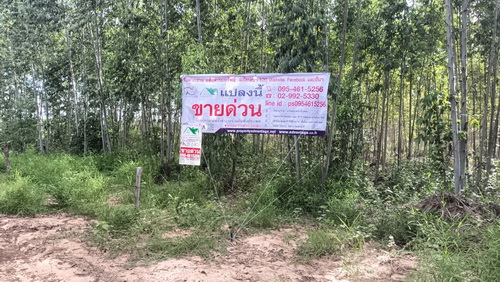 ที่ดินพร้อมสวนป่ายูคาลิปตัส 20-0-18 ไร่ ตำบลสันป่าตอง อำเภอนาเชือก จังหวัดมหาสารคาม