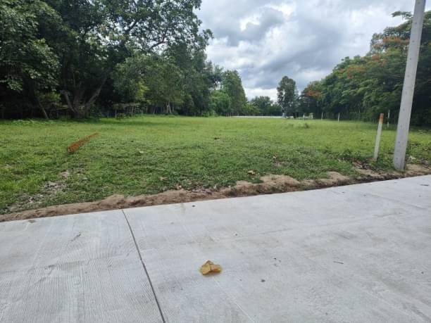 ด่วน! 3 แปลงสุดท้าย เริ่มที่ 650,000 บาท ที่ดินสวย 125-150 ตรว. น้ำแพร่ หางดง เหมาะสำหรับสร้างบ้านขาย หรือร้านกาแฟ ตลาด ฯลฯ​ ถนนคอนกรีต