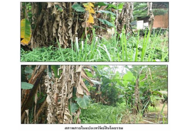 ขายที่ดิน ถนนสายเอเชีย อำเภอหลังสวน จังหวัดชุมพร