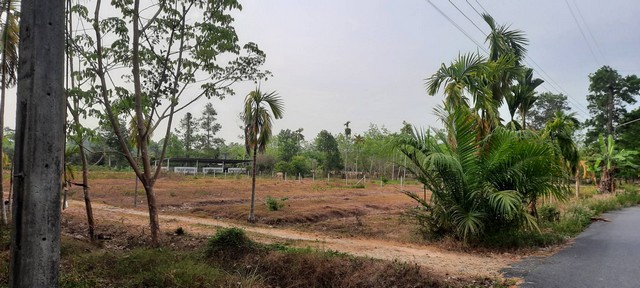 //ปรับลดราคา//ขายที่ดินเปล่าใกล้ ม.วลัยลักษณ์ จ.นครศรีธรรมราช 6-3-49.2 ไร่ ไร่, ราคา 1.5 ล้านบาท/ไร่