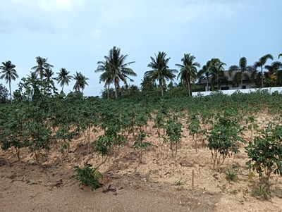 ขายที่ดินเปล่า อ.บางละมุง ถนนบ้านแกรก ตำบลหนองปลาไหล อำเภอบางละมุง จังหวัดชลบุรี เนื้อที่ 101 ตารางวา