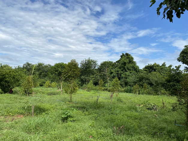 ขายที่ดินพร้อมสิ่งปลูกสร้าง ขนาด 10 ไร่ และพร้อมสวนทุเรียน บรรยากาศดีเป็นส่วนตัว ซอยเกาะวังบ่อ พนมสารคาม ฉะเชิงเทรา