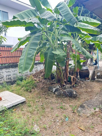 ขายบ้านเดี่ยวชั้นเดียว 74 ตารางวา  มบ.โกสุมนิเวศน์ ซอย 8  ถนนกำแพงเพชร6    ZT418