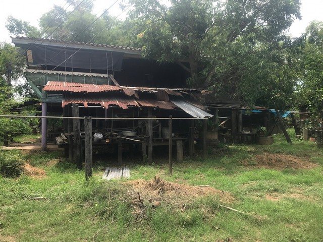 ขายที่ดิน 172 ตร.วา   พร้อมบ้านใม้สัก1หลัง  ต.บางชะนี อ.บางบาล จ.พระนครศรีอยุธยา   ZS176