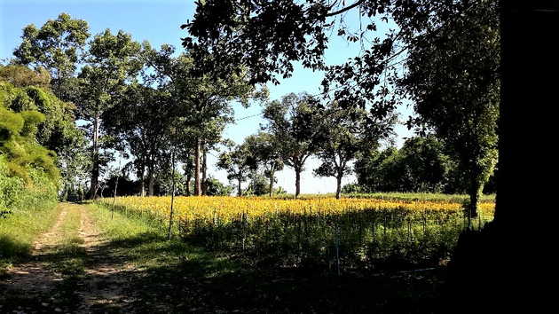 ขายที่ดินทำเลดีติดแม่น้ำโขง  อำเภอเมืองบึงกาฬ จังหวัดบึงกาฬ