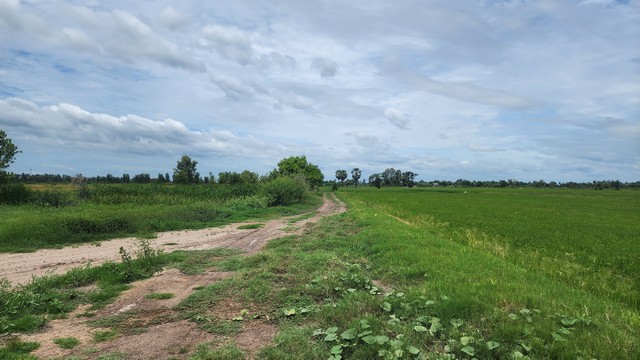 ขายด่วน ที่นา ต.เนินพระปราง อ.สองพี่น้อง จ.สุพรรณบุรี