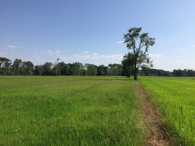 ขายที่ดินติดถนนทางหลวง 117 นครสวรรค์ ตำบล บึงนาราง อ.บึงนาราง จ.พิจิตร