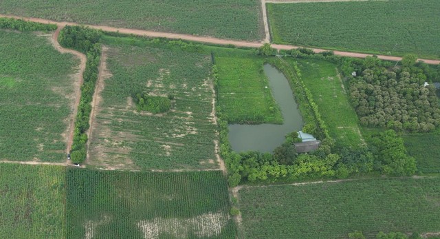 ที่ดินการเกษตร บ้านมะกอกหวาน 35 ไร่ 3 งาน 45 ตารางวา