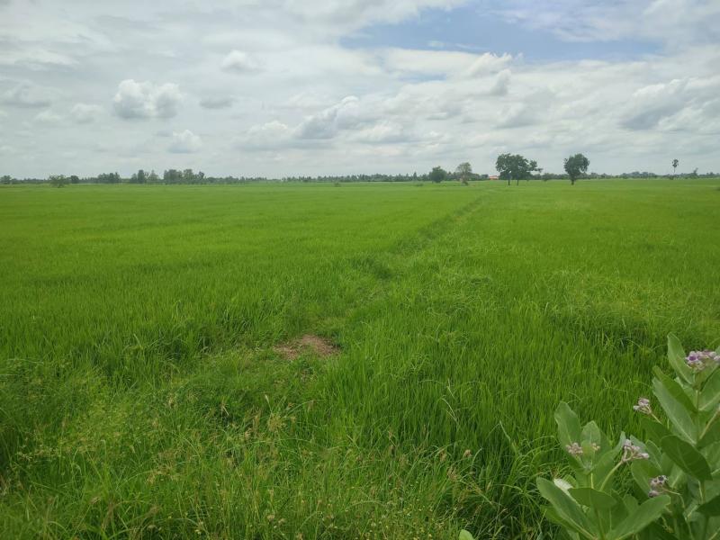 ขายที่ดินเปล่า 2-2-0 ไร่ อ.สามโก้  จ.อ่างทอง ติดถนนอ่างทอง-สุพรรณบุรี