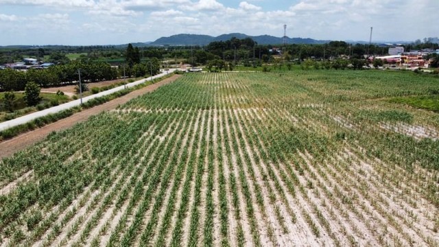 TEL :088-559 5199 คุณเอLine: https://line.me/ti/p/C0eGe0whLXขายที่ดินแปลงใหญ่ บ้านหนองปรือ ชลบุรีพิกัด หนองไผ่แก้ว บ้านบึงราคาขายไร่ละ 1,500,000 บาท( ทั้งแปลง 186 ล้านบาท )ค่าธรรมเนียม ตามตกลงเนื้อที่รวมทั้งหมด 124 ไร่พื้นที่ราบลุ่ม ทำเกษตรกรรม ที่ดินมีระบบ ไฟฟ้า ประปา หน้าที่ดิน- ใกล้แหล่งชุมชน โรงเรียนสมคิดจิตต์วิทยา - ถนน 344 และ ถนน 331 - ระยะห่างถึงนิคมโรจนะ หนองใหญ่ ประมาณ 15 กิโลเมตร - แหล่งนิคมอุตสหกร