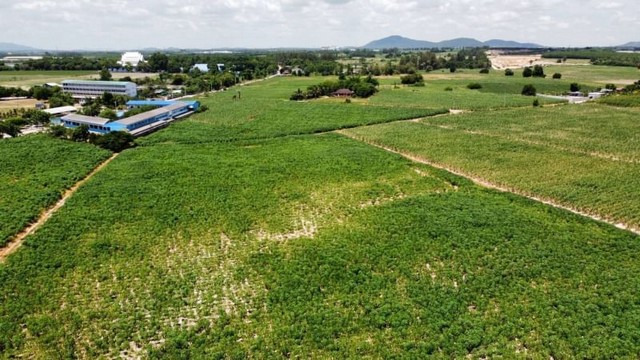 ขายที่ดินแปลงใหญ่ชลบุรี 124 ไร่ หนองไผ่แก้ว บ้านบึง ใกล้อีสเทิร์นซีบอร์ด TP-L0270