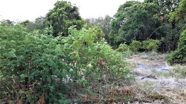 ขายที่ดินทำเลดีบนเกาะสีชัง อำเภอเกาะสีชัง จังหวัดชลบุรี