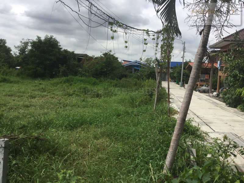 ขาย ที่ดิน 217 ตาราวา ถนนเคหะร่มเกล้า ซอย 80 ลาดกระบัง กรุงเทพ เคหะร่มเกล้า ซอย 80 แขวง คลองสองต้นนุ่น เขตลาดกระบัง กรุงเทพ