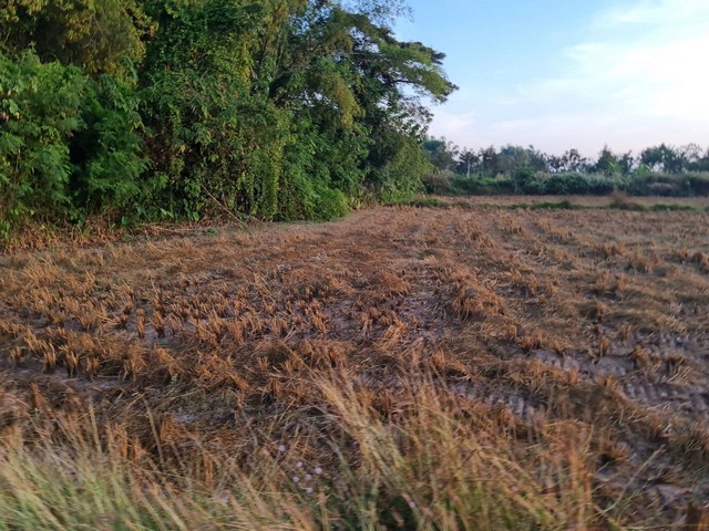 โปรดีเอาใจลูกค้าหาบ้านที่ดินเดือนนี้ ที่ติดแม่น้ำโขง ต.กุดบง อ.โพนพิสัย จ.หนองคาย  หลังติดแม่น้ำโขง ไร่ละ 2ล้านบาท โทร 096-882-1857