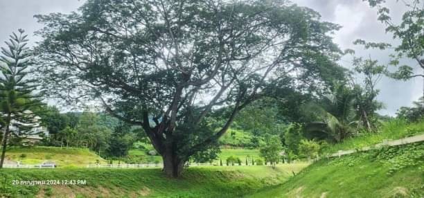 ขายที่ดินติดน้ำ บ้านปง หางดง 1 ไร่ ตรว.ละ 17,600 บาท บรรยากาศดี ร่มรื่น ติดน้ำ วิวภูเขาโอบล้อม