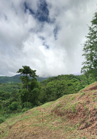 สนใจติดต่อ เบอร์/Line  080-8796-822ขายด่วน ที่ดิน 68 ไร่ ใกล้ไร่ภูภิญญา บรรยากาศดีมาก ภบท 5ต.ป่าเลา อ.เมือง จ.เพชรบูรณ์ แถวนั้นมีรีสอร์ทเยอะมากไร่ละ 15,000 ขายยกแปลง 1.02 ล้านลักษณะที่ดินเป็นที่ราบภูเขาและเนินเตี้ย มีคลองขนาดเล็กล้อมรอบเหมาะทำการเกษตร กางเต๊นท์ ที่ดินแปลงนี้ ครอบครองมาแล้วไม่ต่ำกว่า 50 ปีที่ดินติดทาง มีถนนเข้า สถานที่ใกล้เคียงห่างจาก อ.เมือง 20 กม.The like Reort 7.7 กม.พุ