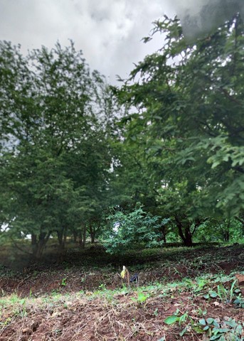 ขายที่ดินราคถูก 68 ไร่ ภทบ 5  ใกล้ ไร่ภูภิญญา 15,000 /ไร่ ต.ป่าเลา อ.เมือง จ.เพชรบูรณ์ ขายยกแปลง 1.7 ล้าน