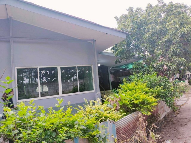 ขายที่ดินพร้อมบ้าน 245.3  ตร.ว.  ใกล้มหาวิทยาลัยเจ้าพระยา  ต.หนองกรด อ.เมือง จ.นครสวรรค์    ZK304