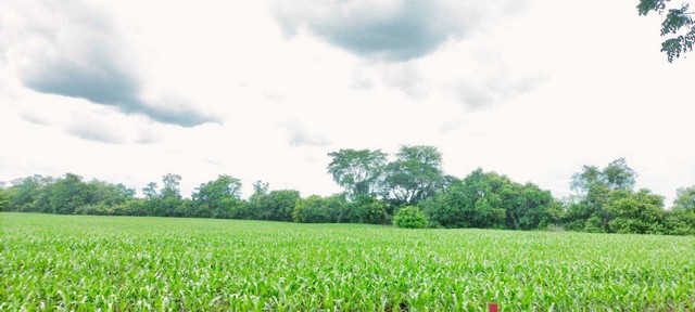 ขายที่ดินเปล่า แบ่งขาย  15-20 ไร่  ใกล้ ปตท.ช่อกระถิน  หมู่บ้านทหารบก  ต.หนองปลิง อ.เมือง จ.นครสวรรค์  ZK322