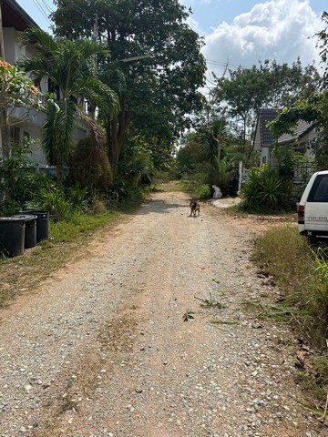 ขายที่ดินเปล่า 50 ตารางวา  ซอยพรประภานิมิตร32/3  ซอยโพธิ์ทอง1  หนองปรือ  บางละมุง ชลบุรี  ZT435