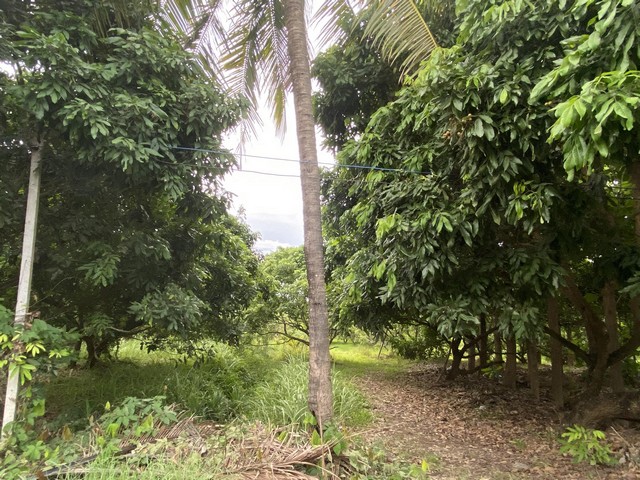 ขายที่ดิน 3-3-55ไร่ 4.3ลบ. สวนลำไย มีน้ำบาดาล ไฟฟ้าเกษตร ต.ขัวมุง อ.สารภี เชียงใหม่ขายที่ดิน เนื้อที่ 3 ไร่ 3 งาน 55 ตารางวา ตำบลขัวมุง อำเภอสารภี จังหวัดเชียงใหม่ราคา 4,276,250 บาท (ไร่ละ 1.1 ลบ.) ค่าโอนคนละครึ่งเป็นที่ดินปลูกสวนลำไย มีประมาณ 40 ต้น มีน้ำบาดาล ไฟฟ้าเกษตรอยู่ไม่ไกลจากชุมชน การเดินทางไปมาสะดวกอยู่ใกล้ตลาดสด สถานรับเลี้ยงเด็ก ร้านกาแฟ และร้านค้าต่างๆ *** สนใจสอบถ