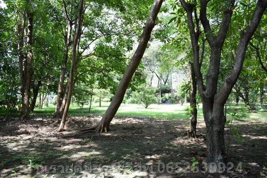 ขายที่ดินเปล่าคลองสามคลองหลวง เนื้อที่15ไร่48ตารางวา ขายไร่ละ3ล้านบาท ถนนพหลโยธิน คลองสาม คลองหลวง ปทุมธานี