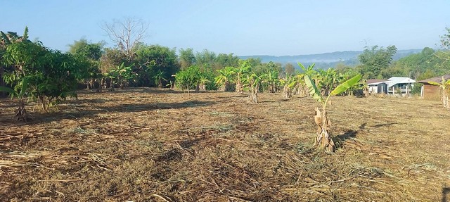 ขายที่ดินแปลง 3 ไร่ บ้านมุกโต ต.หนองแม่นา อ.เขาค้อ จ. เพชรบูรณ์