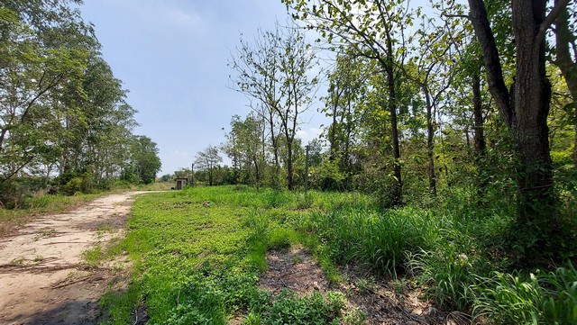 ขายที่ดินพร้อมสิ่งปลูกสร้าง ????หนองตำลึง​ -​ อมตะชลบุรี​ พื้นที่สีเหลือง​