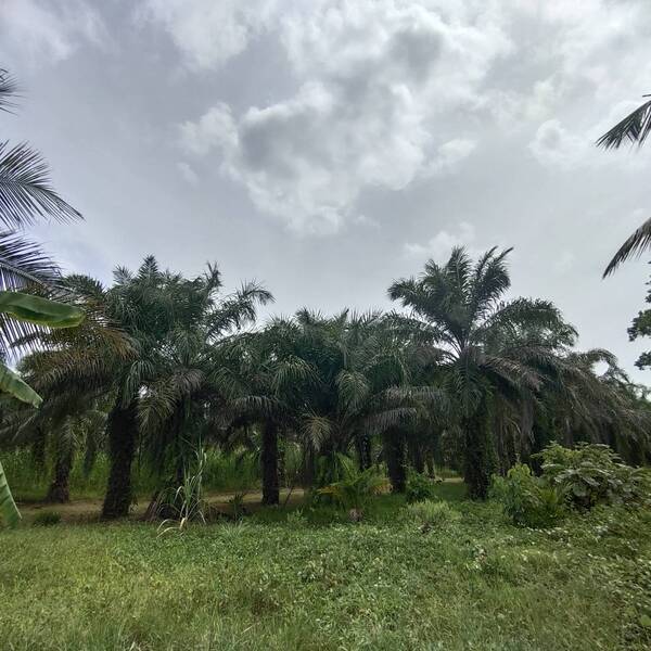 ขายที่ดินเปล่ามีโฉนดแบ่งล็อคล็อคละ 100 ถึง 100 22 ตารางวา