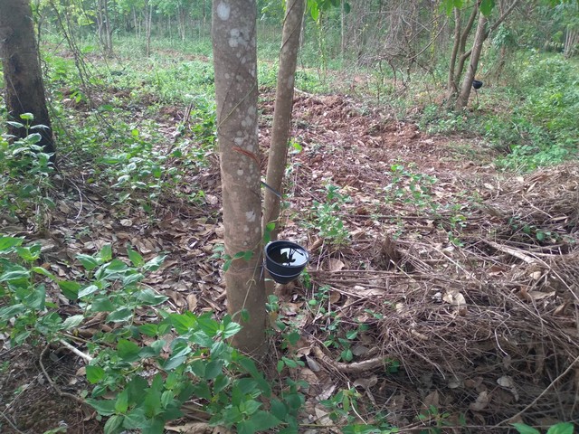 Noname 5ขายที่ดินเขตเทศบาล ต.น้ำสวย ( บ้านเพีย ) อ.เมือง จ.เลย 2 แปลง  ตำบล น้ำสวย อำเภอเมืองเลย เลย 42000https://maps.app.goo.gl/vvrZsbYLrg5MsiTo7128รายละเอียด-16 ไร่ ราคา 1.5 ล้านบาท กับ -9 ไร่ ราคา 8.5 แสนบาท  เป็นที่ราบถนนผ่านสดวกมีน้ำทั้งปี พร้อมบ้านเกือบเสร็จ 1 หลังสถานใกล้เคียงห่างจากตัวจังหวัด  21 กม. ห่างจากศูนย์เด็กเล็ก 1.9 ก.ม.สำนักงานพัฒนาฝีมือแรงงานเลยศูนย์ปฏิบัติธรรมแก้วเมืองเลยราคาเริ่มต้น 850,000 บา