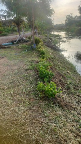 ขายที่ดินพร้อมสิ่งปลูกสร้าง โฉนด 2 ไร่ 3 งาน 31 ตรว. ต.ระแหง อ.ลาดหลุมแก้ว จ.ปทุมธานี 