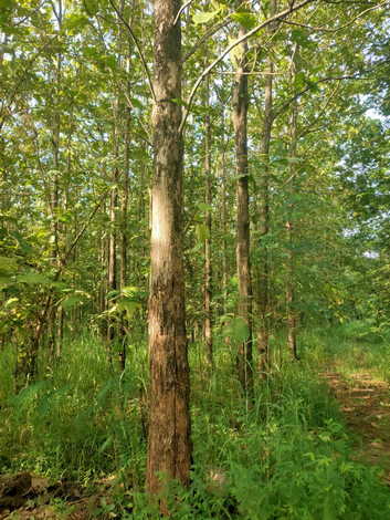 ขายที่ดินทำเลทอง พร้อมสวนไม้สัก อ.ชนแดน จ.เพชรบูรณ์