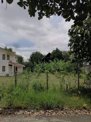 ที่ดินแปลงสวย วิวดอย หันหน้าทิศเหนือ โซนป่าตัน