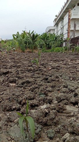 ขายที่ดิน 193.2 ตร.ว สุขุมวิท101/1 ในซอยวชิรธรรมสาธิต42