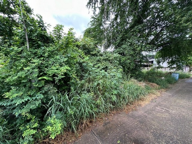 ขายถูกมาก ที่ดินเปล่า เนื้อที่ 166 ตารางวา ต.ปรุใหญ่ อ.เมืองนครราชสีมา