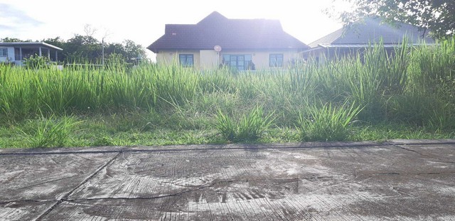 ขายที่ดินเปล่า100ตรว. 2ลบ. ถม น้ำ ไฟฟ้า หมู่บ้านรอยัลวิว ต.บ้านแหวน อ.หางดง เชียงใหม่ขายที่ดินเปล่า เนื้อที่ 100 ตรว. ๆ ละ 20,000 บาท อยู่ในหมู่บ้านรอยัลวิว บ้านแหวน หางดง ที่ถมแล้ว เหมาะสำหรับปลูกบ้านเพื่ออยู่อาศัย อยู่ในแหล่งชุมชนแต่ไม่วุ่นวาย การเดินทางสะดวกสบายอยู่ใกล้แหล่งอำนวยความสะดวกต่าง ๆ- ราคา 2 ล้านบาท (2,000,000 บาท) ค่าโอนคนละครึ่งสถานที่ใกล้เคียงกาดฝรั่ง 2.6 ก