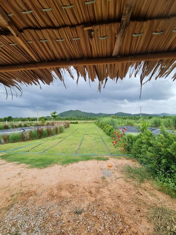 ขายที่ จำนวน 1 ไร่ โฉนดครุฑแดง นส 4 จ อ.ท่าม่วง ต.หนองตากยา จ.กาญจนบุรี ที่ตั้ง :  อ.ท่าม่วง ต.หนองตากยา จ.กาญจนบุรี ขนาดพื้นที่ : 1 ไร่รายละเอียดเดินทางง่ายๆห่างจาก กทมเพียง 100 กม-แปลง 1ไร่ มีแบ่งล็อกไว้ 2 ล็อก 200/200ตรว-ไฟฟ้ารอหน้าแปลงแล้วพร้อมใช้-ขุดบ่อ 2 บ่อ เลี้ยงปลาใว้500ตัว-เจาะบาดาลส่วนตัว พร้อมระบบโซล่าเซล 2 ระบบ ราคา150,000บาทอย่างดีเต็มระบบ-ประปาขององกรตำบล-ล้อมรั้วตาข