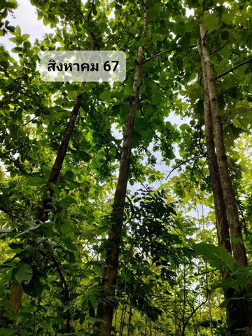 ขายที่ดิน(โฉนดครุฑแดง น.ส.4 จ.) พร้อมต้นสักทองเต็มพื้นที่  6 ไร่ 1 งาน 86.3 ตารางวา จังหวัดแพร่