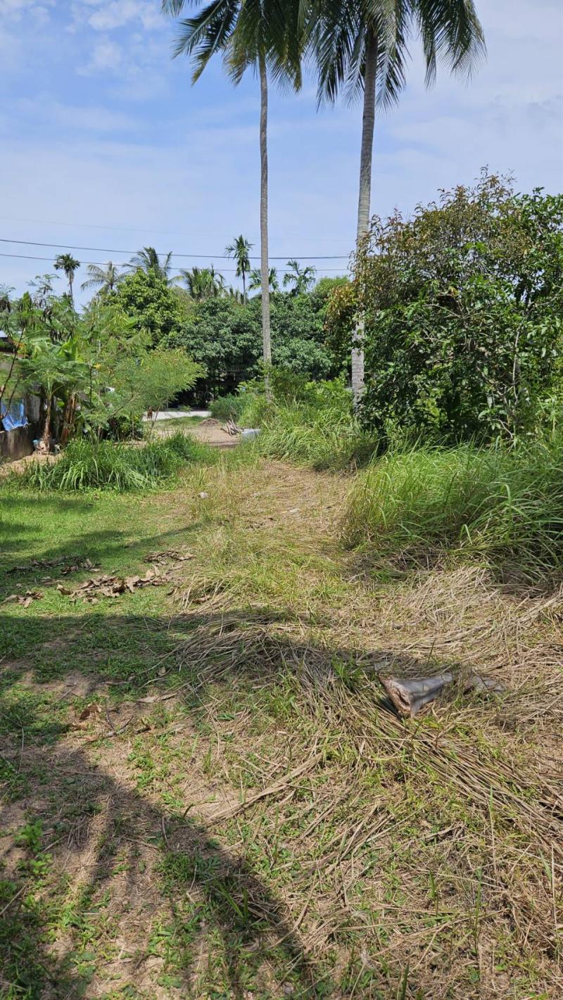 ขายที่ดินเปล่า เกาะพะงัน ติดถนนหลัก อยู่ในแหล่งชุมชน ทำเลดี
