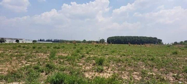 TEL : 061-979 5595 ดนิตาLine : https://line.me/ti/p/yxo92dHWP1รายละเอียด : เนื้อที่ 10 ไร่  ซอยวัดมาบเตยหน้ากว้าง7เ3มตรลึก 215 เมตรถนน น้ำ ไฟฟ้า 3 เฟส ครบถนนลาดยางกว้าง 10 เมตรราคาขายไร่ละ 3.5 ลบค่าโอน ภาษี โอนคนละครึ่งใกล้นิคมอมตะซิตี้ 5 กม ห่างนิคมโรจนะปลวกแดง เพียง 2 กม.เหมาะสำหรับทำ กิจการหลายชนิด บ้านจัดสรร คอนโด หอพักฯห่างจากถนนปลวกแดง- มายยางพร 400เมตรห่างนิคมอมตะซิตี้ระยอง ประมาณ 5 กม.F-A7 