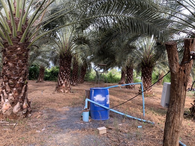 ขายที่ดินสวนผลไม้พร้อมบ้าน เนื้อที่ 6ไร่  อ.พนมทวน จ.กาญจนบุรี