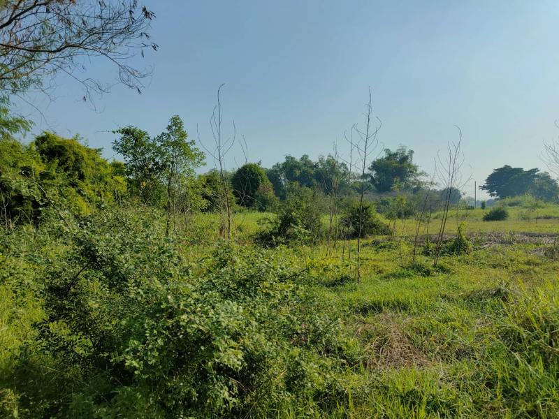 ขายที่ดินเปล่า 3-2-92 ไร่ อ.ไชโย จ.อ่างทอง  ใกล้ถนนสายเอเชีย