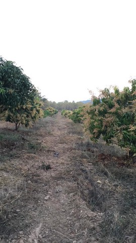 ขาย….ที่ดิน ต.วังโป่ง อ.วังโป่ง จ.เพชรบูรณ์  จำนวน 55 ไร่