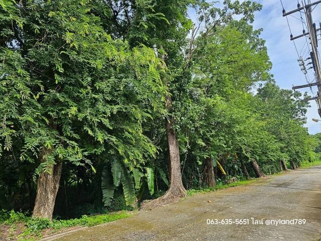 ขายที่สวนป่าสวย 1 ไร่ ต.พรหมณี อ.เมืองนครนายก ที่สวยปลูกไม่ยืนต้นให้ร่มเงาสวย การเดินทางสะดวก ใกล้ประตู รร.นายร้อยจปร. ฝั่งโรงสี